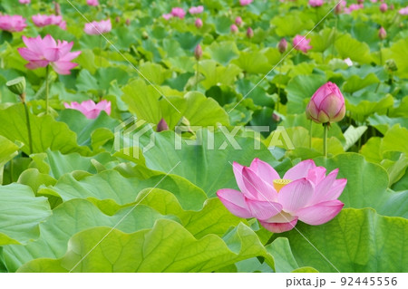 不忍池の蓮の花　東京 92445556