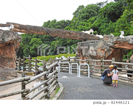 福岡県北九州市にある自然環境を生かした動物園到津の森公園 福岡県北九州市にある自然環境を生かした動物園到津の森公園 92446121