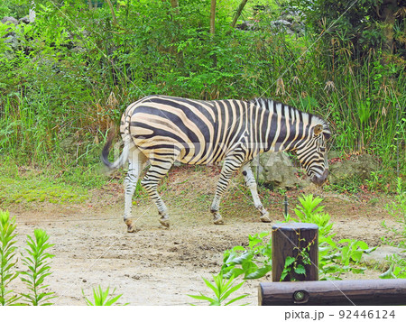 白黒の縞模様が美しい動物シマウマの写真素材 [92446124] - PIXTA