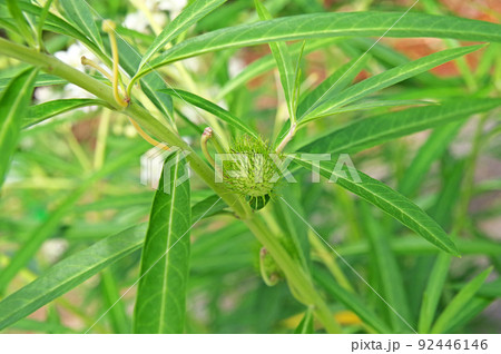 丸い果実がユニークな幼果が付いたフウセントウワタ 92446146
