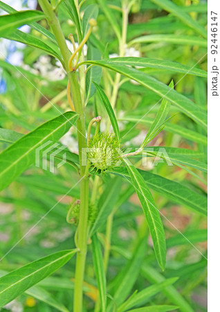 丸い果実がユニークな幼果が付いたフウセントウワタ 丸い果実がユニークな幼果が付いたフウセントウワタ 92446147