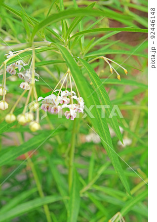丸い果実がユニークなフウセントウワタの花 丸い果実がユニークなフウセントウワタの花 92446148