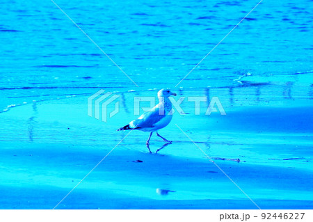 カラー　海　波　鳥　カモメ（2022年7月登録） 92446227