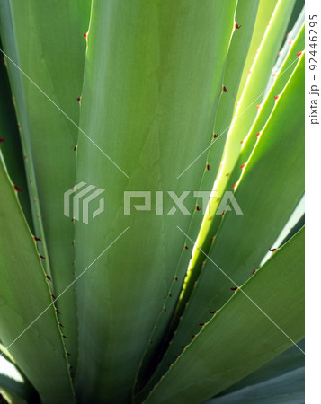 Succulent plant close-up, thorn and detail on leaves of Agave plant Succulent plant close-up, thorn and detail on leaves of Agave plant 92446295