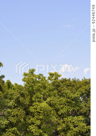 Common catalpa Common catalpa 92446749