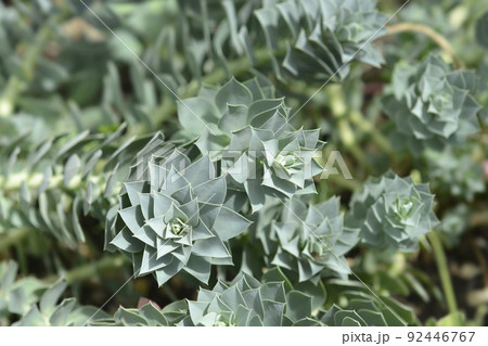Myrtle spurge 92446767
