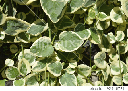 Variegated Greater periwinkle Variegated Greater periwinkle 92446771