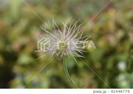 Pasque flower Pinwheel White Pasque flower Pinwheel White 92446779
