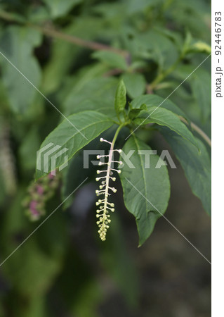 American pokeweed American pokeweed 92446783