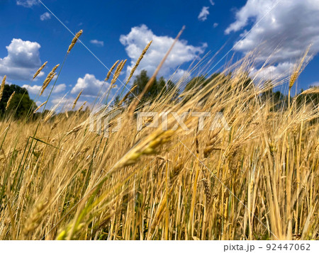 field with ripe Golden ears of corn against the bright setting sun 92447062