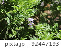 花 92447193