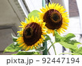 ひまわり 92447194