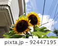 ひまわり 92447195