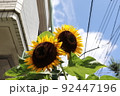 ひまわり 92447196