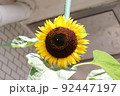ひまわり 92447197