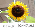ひまわり 92447198