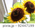 ひまわり 92447199