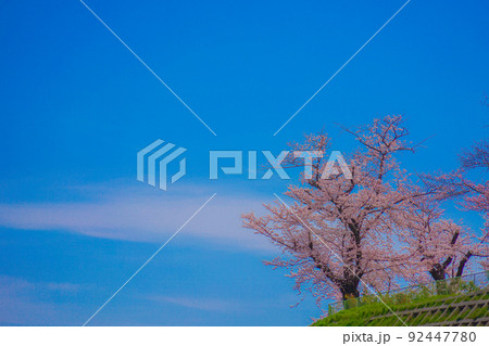 幸ヶ谷公園の桜 幸ヶ谷公園の桜 92447780