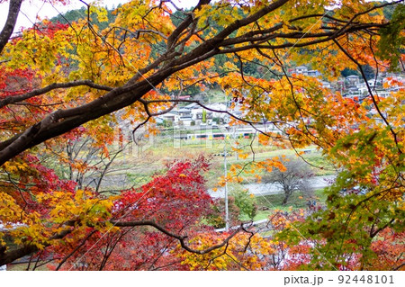 永源寺の紅葉の間から遠くに大子駅の列車 永源寺の紅葉の間から遠くに大子駅の列車 92448101
