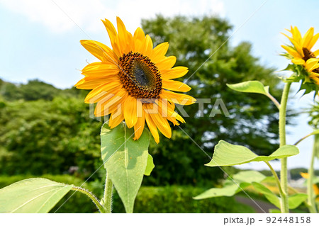 夏だ！ひまわりだ！の写真素材 [92448158] - PIXTA