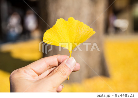 Yellow Ginkgo Biloba Leaf golden color in autumn fall season 92448523