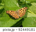 ツマグロヒョウモン　オレンジ色の蝶 92449181