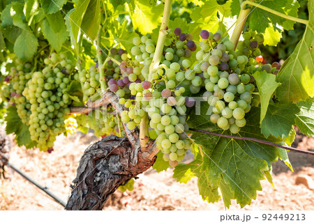 Bunches of grapes on the plant during the veraison phase. Agriculture. 92449213