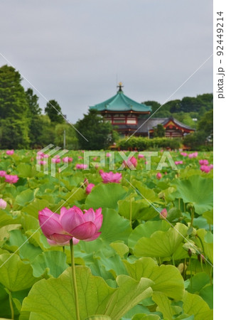 不忍池の蓮と弁天堂　東京 92449214