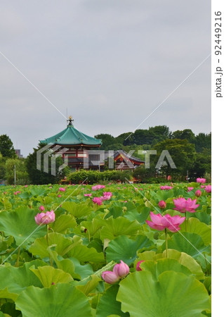 不忍池の蓮と弁天堂 東京 不忍池の蓮と弁天堂 東京 92449216