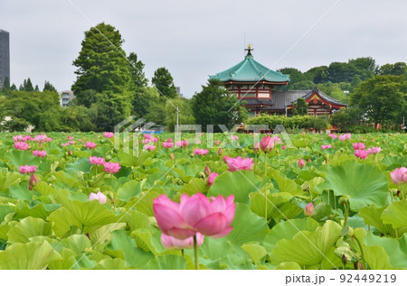 不忍池の蓮と弁天堂 東京 不忍池の蓮と弁天堂 東京 92449219