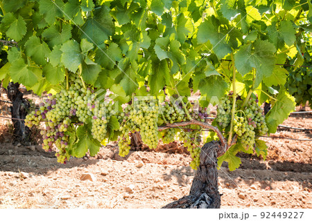 Bunches of grapes on the plant during the veraison phase. Agriculture. Bunches of grapes on the plant during the veraison phase. Agriculture. 92449227