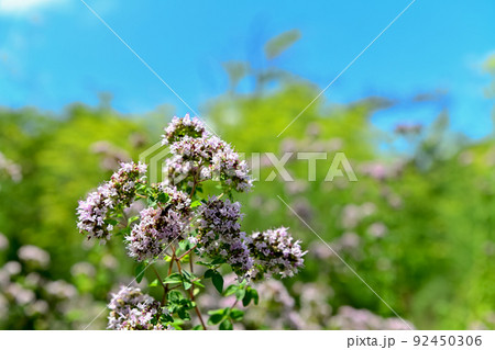 オレガノ オレガノ 92450306