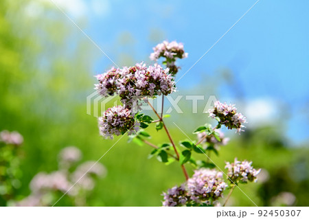 オレガノ 92450307