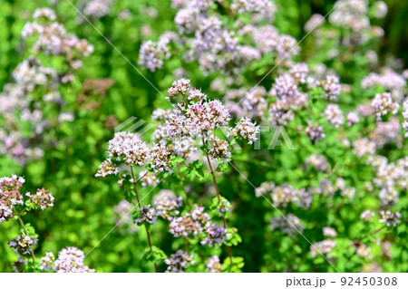 オレガノ オレガノ 92450308