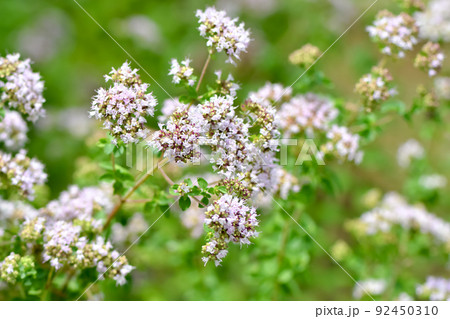 オレガノ 92450310