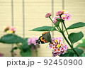 ランタナの花に留まるアカタテハ 92450900
