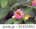 ランタナの花に留まるトラマルハナバチ 92450901