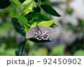 ネズミモチの葉に留まる蝶々 92450902
