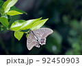 ネズミモチの葉に留まる蝶々 92450903