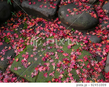 紅葉したもみじの落ち葉に覆われた庭園の石段のイメージ　 92451009