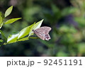 ネズミモチの葉に留まる蝶々 92451191