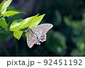 ネズミモチの葉に留まる蝶々 92451192