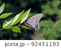 ネズミモチの葉に留まる蝶々 92451193
