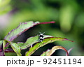 モミジアオイの葉に留まるラミーカミキリ 92451194