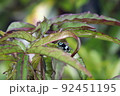 モミジアオイの葉に留まるラミーカミキリ 92451195