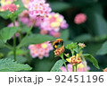 ランタナの花に留まるトラマルハナバチ 92451196