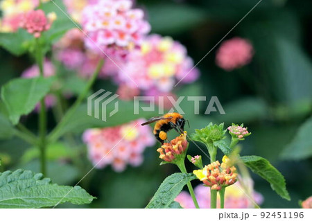 ランタナの花に留まるトラマルハナバチ 92451196