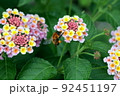 ランタナの花に留まるトラマルハナバチ 92451197