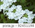 真っ白なバーベナ 92451198