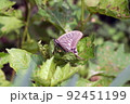 鬼灯の葉に留まる蝶々 92451199